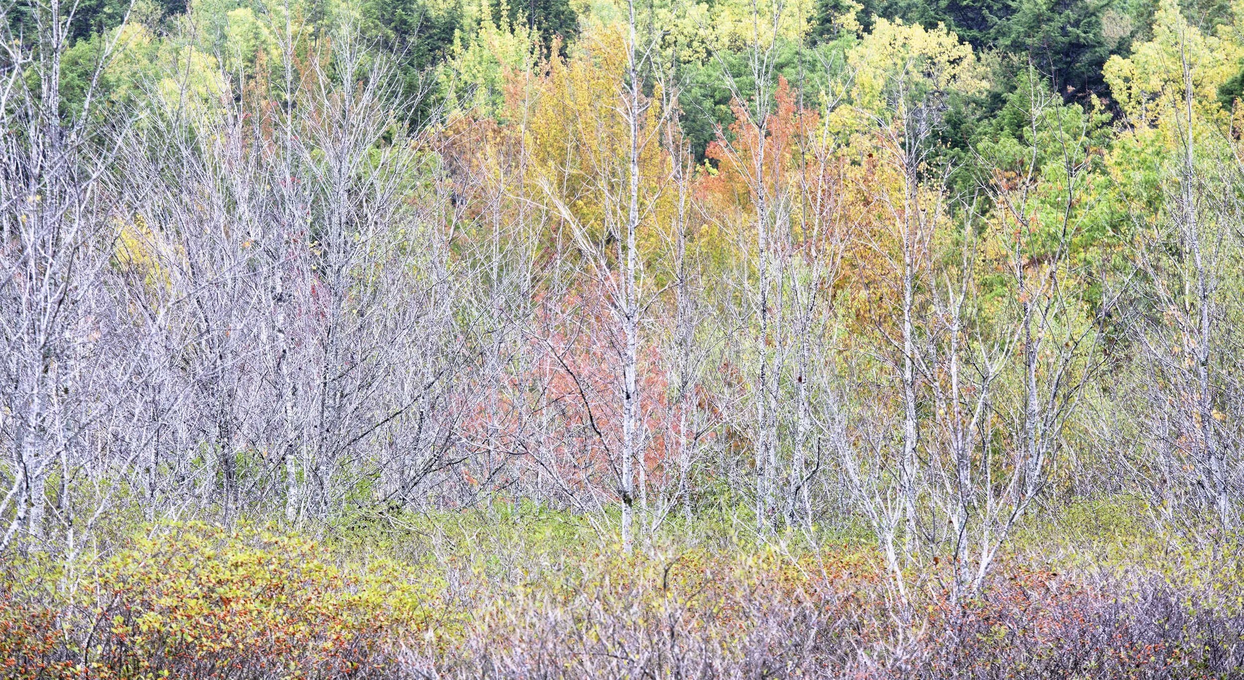 Maine, Acadia National Park, Great Meadow, October 2012
