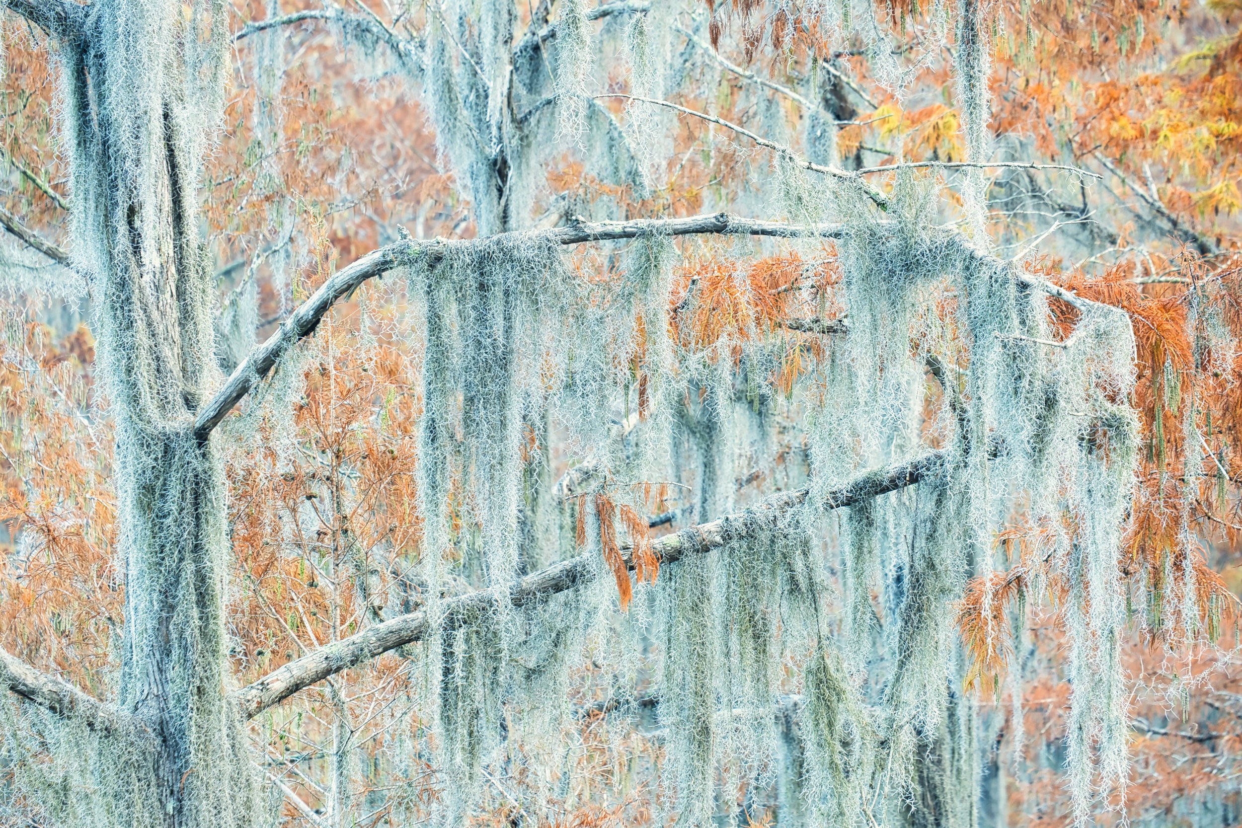 Texas, Caddo Lake, Bald Cypress trees and Spanish moss in Mill pond, November 2023