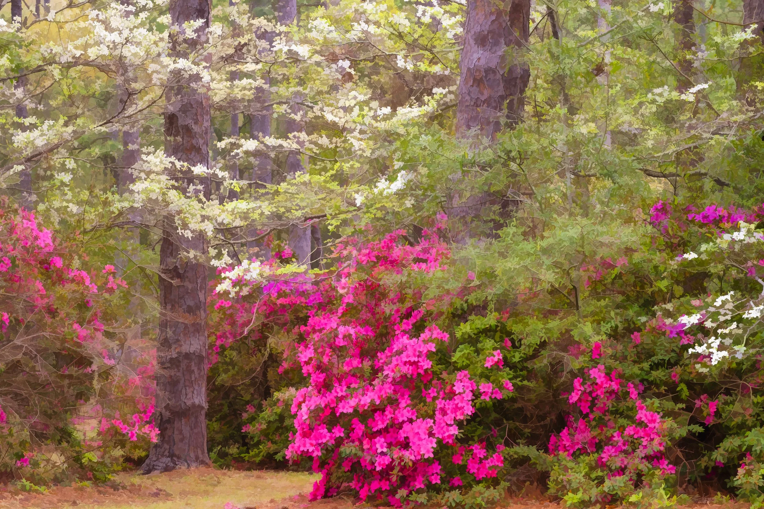 South Carolina, Brookgreen Gardens, azaleas and dogwoods, March 2022, watercolor painting effect