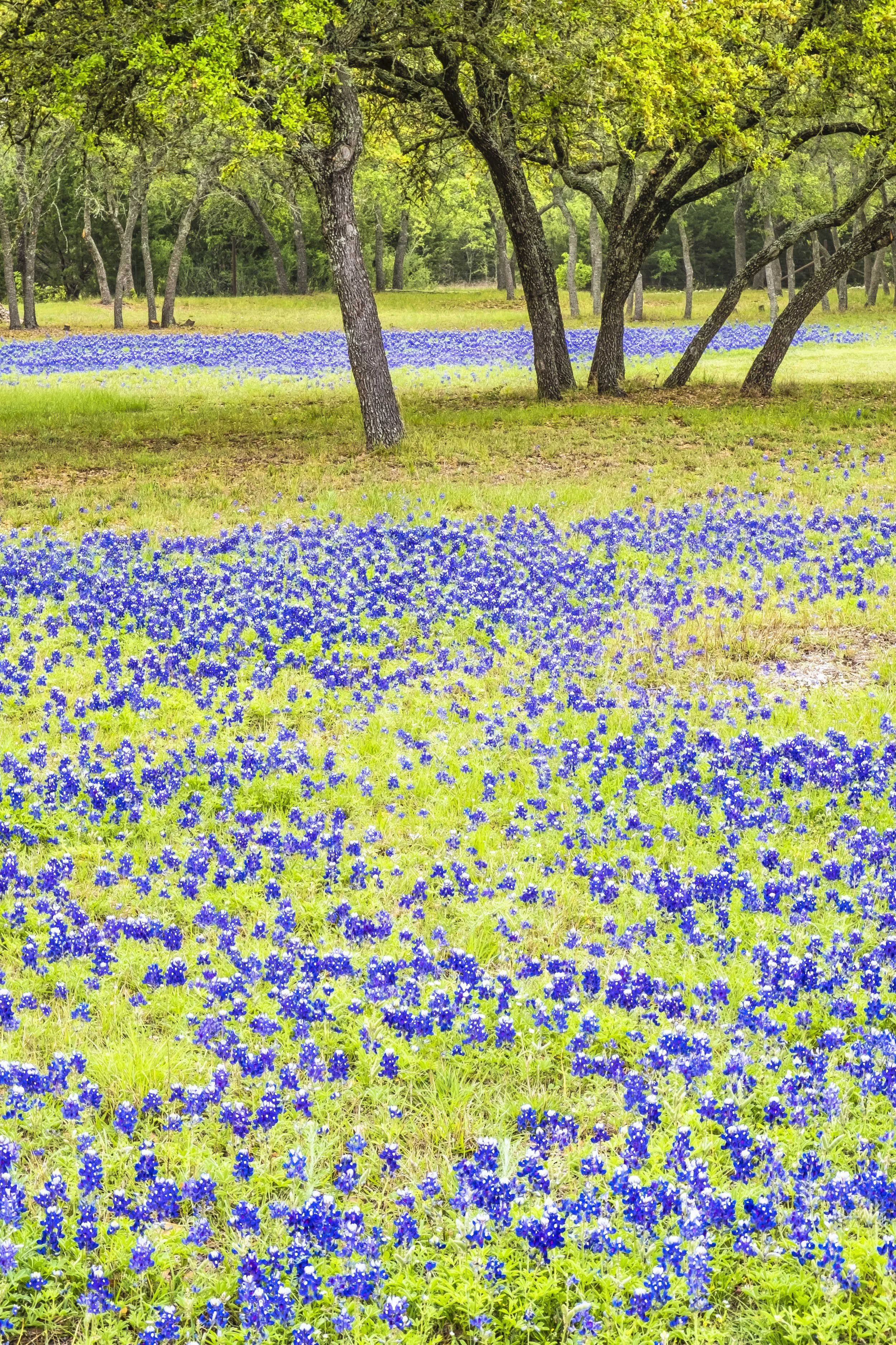 Texas, Bluebonnets and oaks in Hill Country, April 2018
