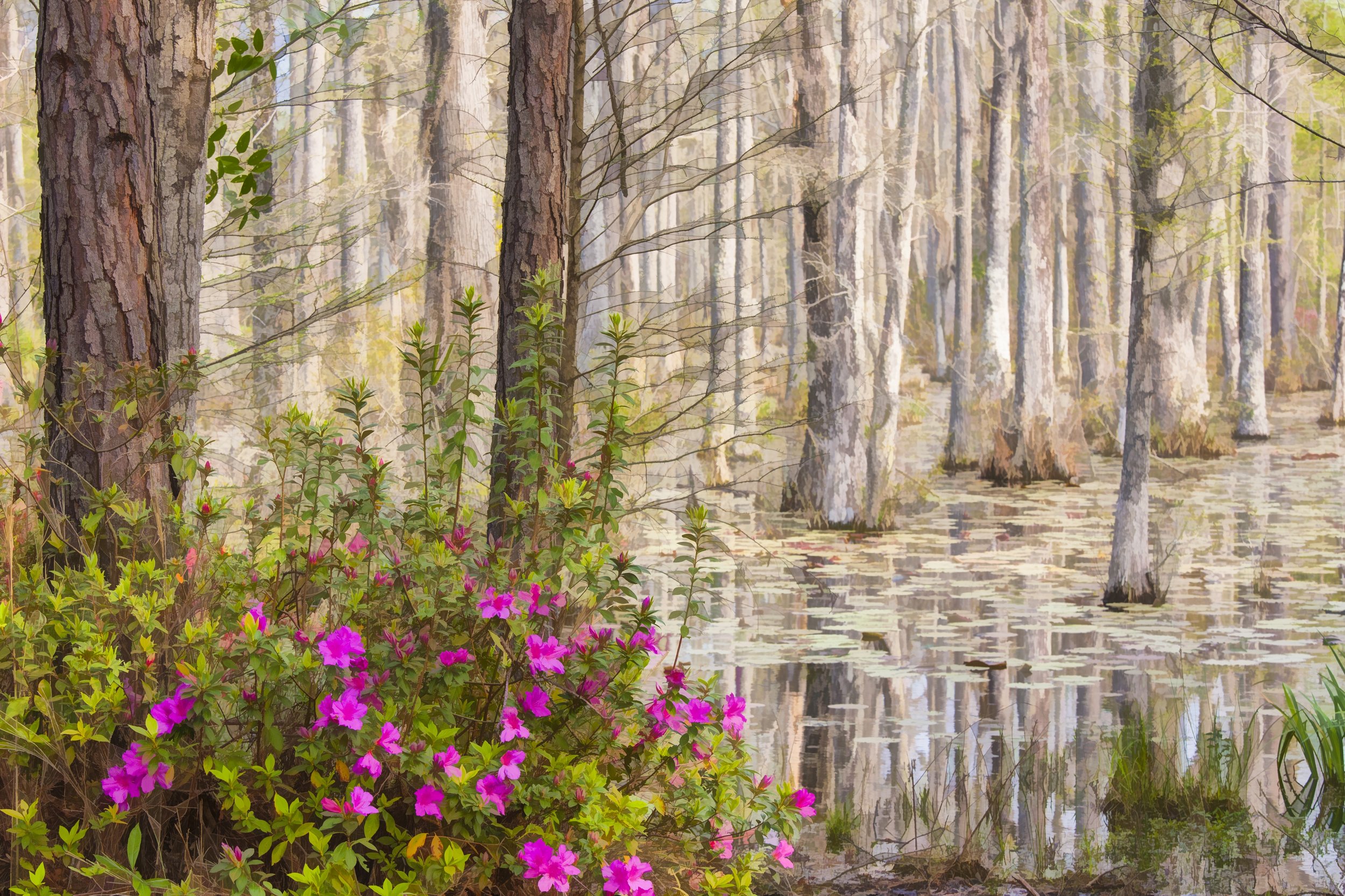 South Carolina, Cypress Gardens, azaleas and swamp, March 2022, watercolor painting effect