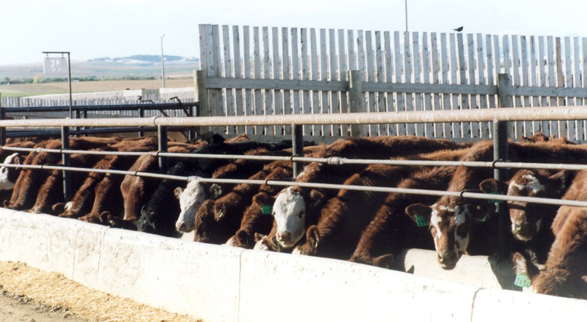web-photo-line-of-cattle-feeding.jpeg