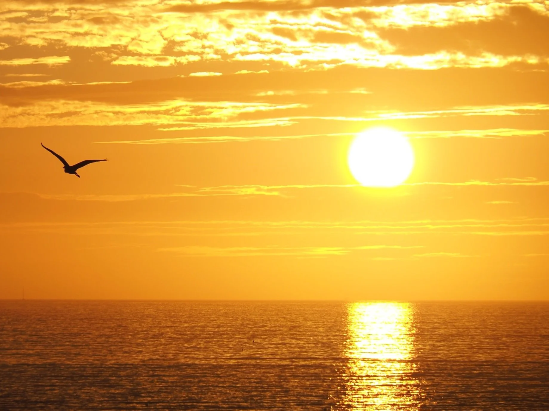 Auctions House Coins Jewelry Art Local Antiques Collector Fullerton