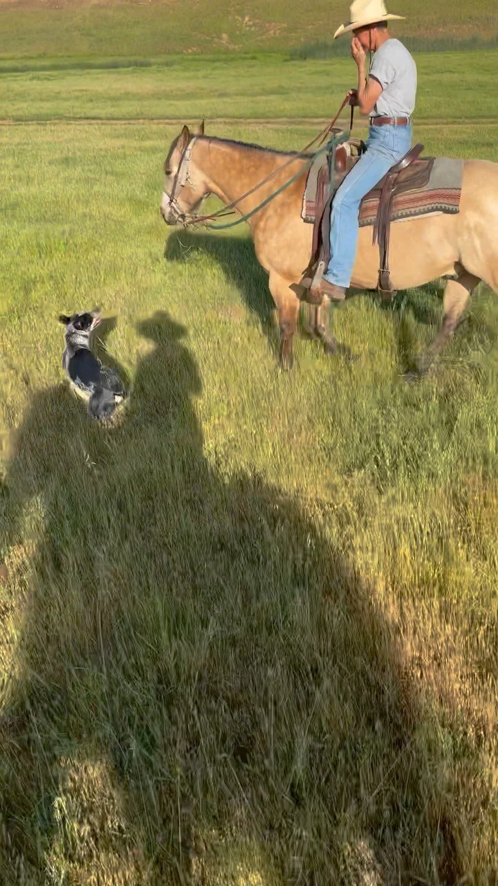 Copper Rock Farm Locally Raised Beef Copperopolis, CA