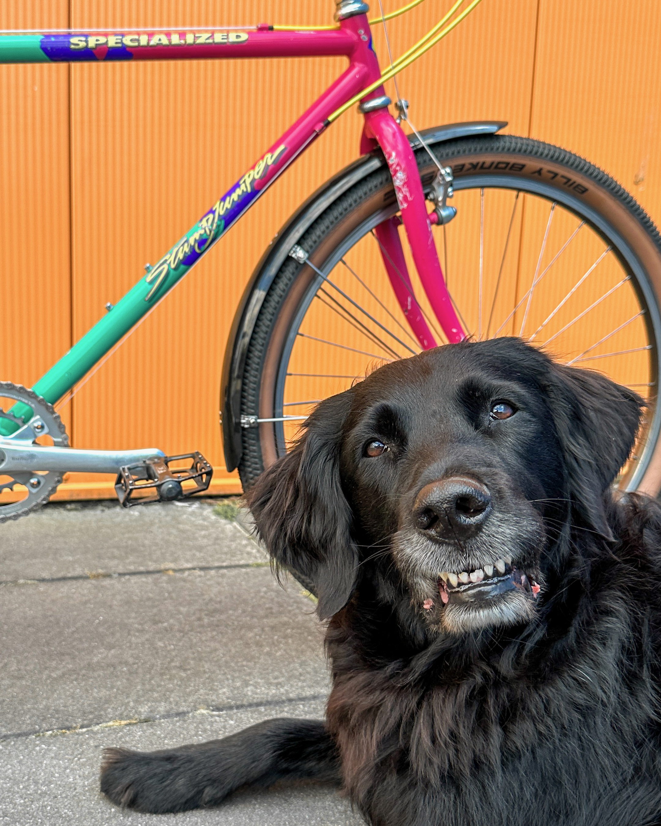 Stumpjumper Specialized 1989 - The Upcyclist - 6.png