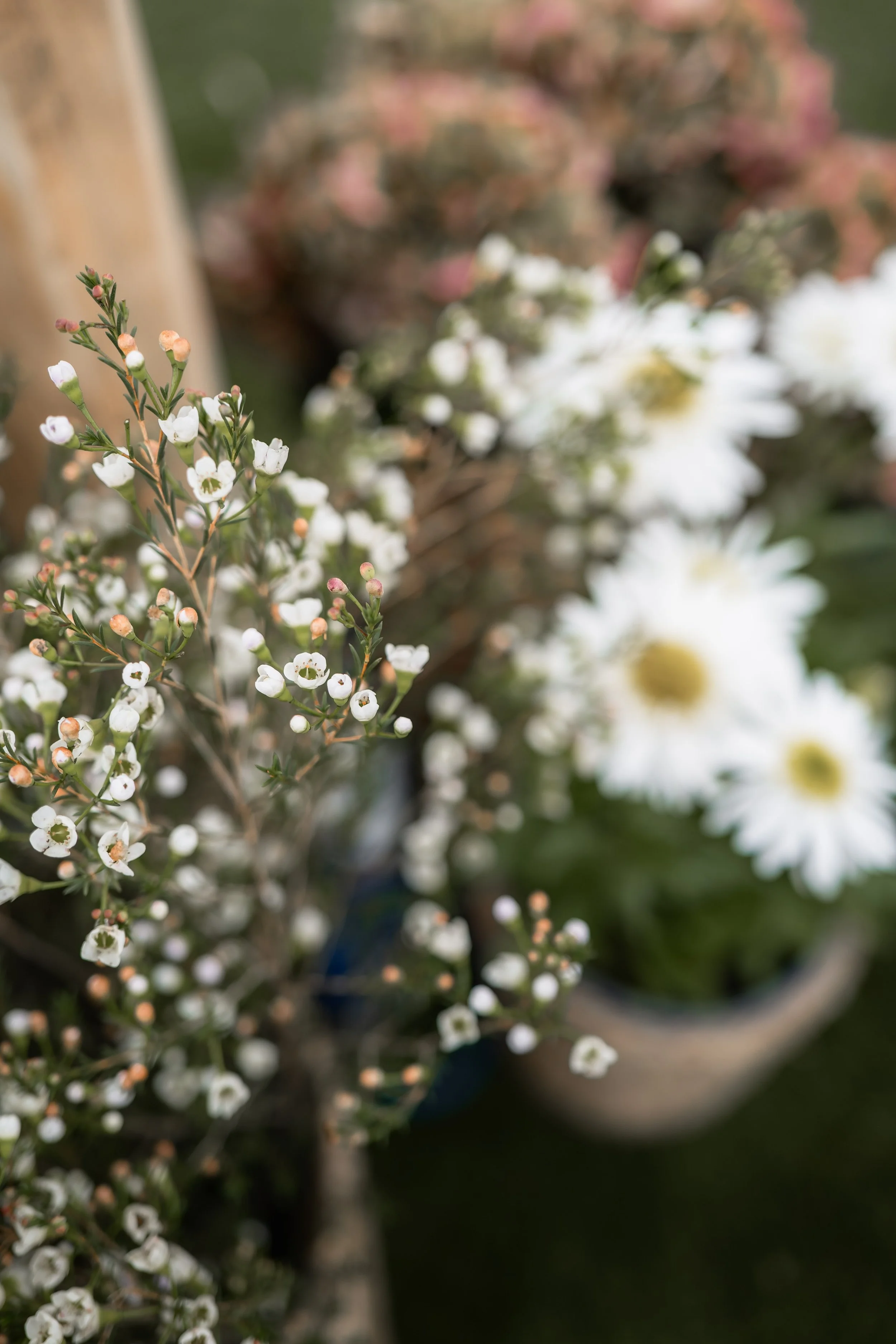 Close-up of small white flowers with pink buds on a shrub, with larger white daisies with yellow centers in the background.