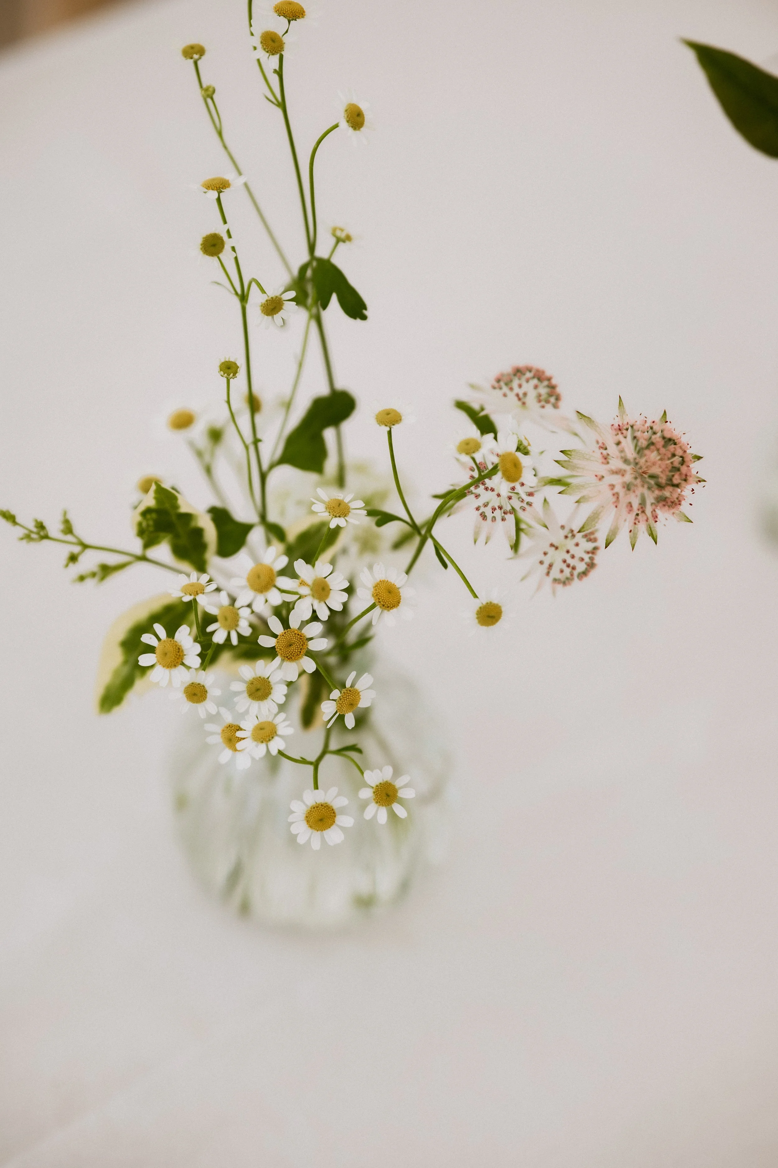 A clear glass vase with a bouquet of assorted wildflowers, including small white daisies with yellow centers, pink and white spiky flowers, and green leaves, against a plain white background.