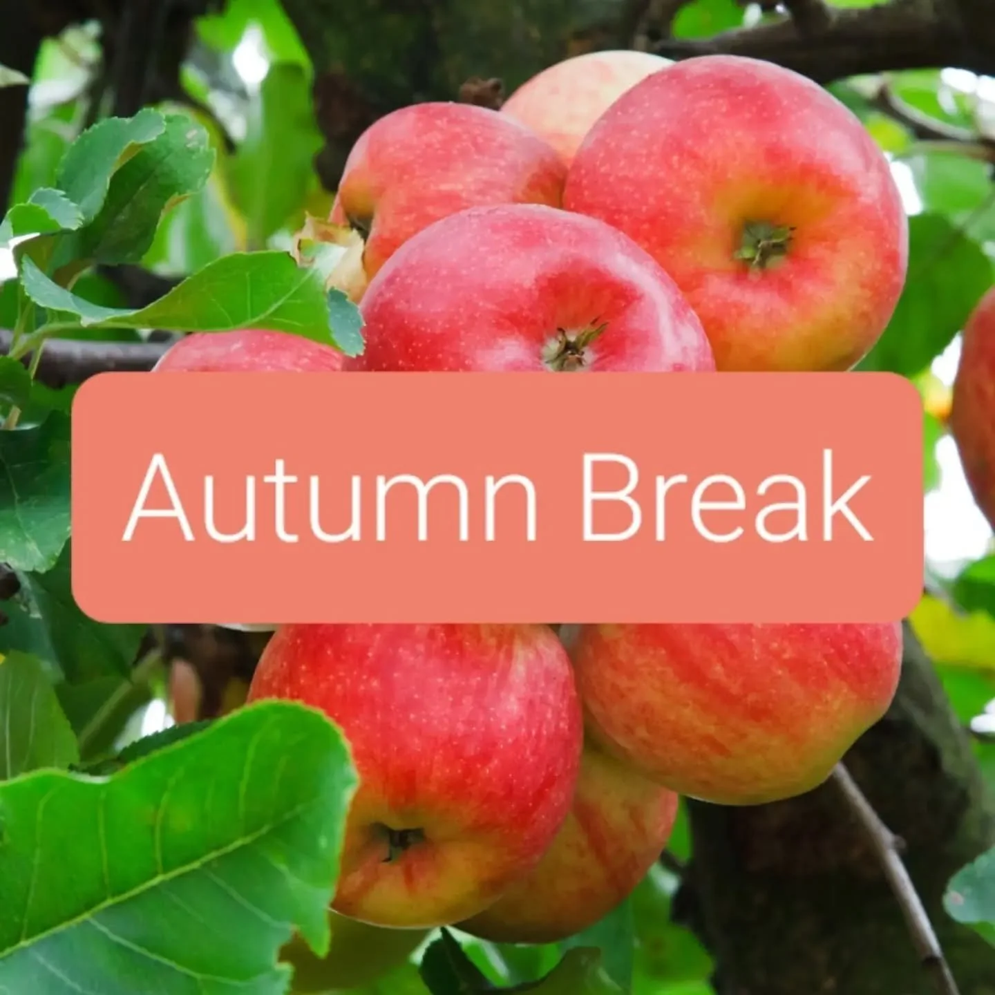 See you after the Autumn holidays! 🍂🍏

Here are the next class dates:

🎶 Saturday 17 October - Eliaskirken, Vesterbro @folkekirkenforinternationals 

🎶 Monday 19 October - The Church Ship, Sydhavn @sydhavnsogn

🎶 Tuesday 20 October - The Church 