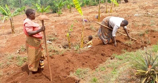 Burundi Farm is well on it&rsquo;s way now to producing a crop to help support children.  Love it, great vision - read more https://www.missiononthemove.co.uk/blog/burundi-church-farm