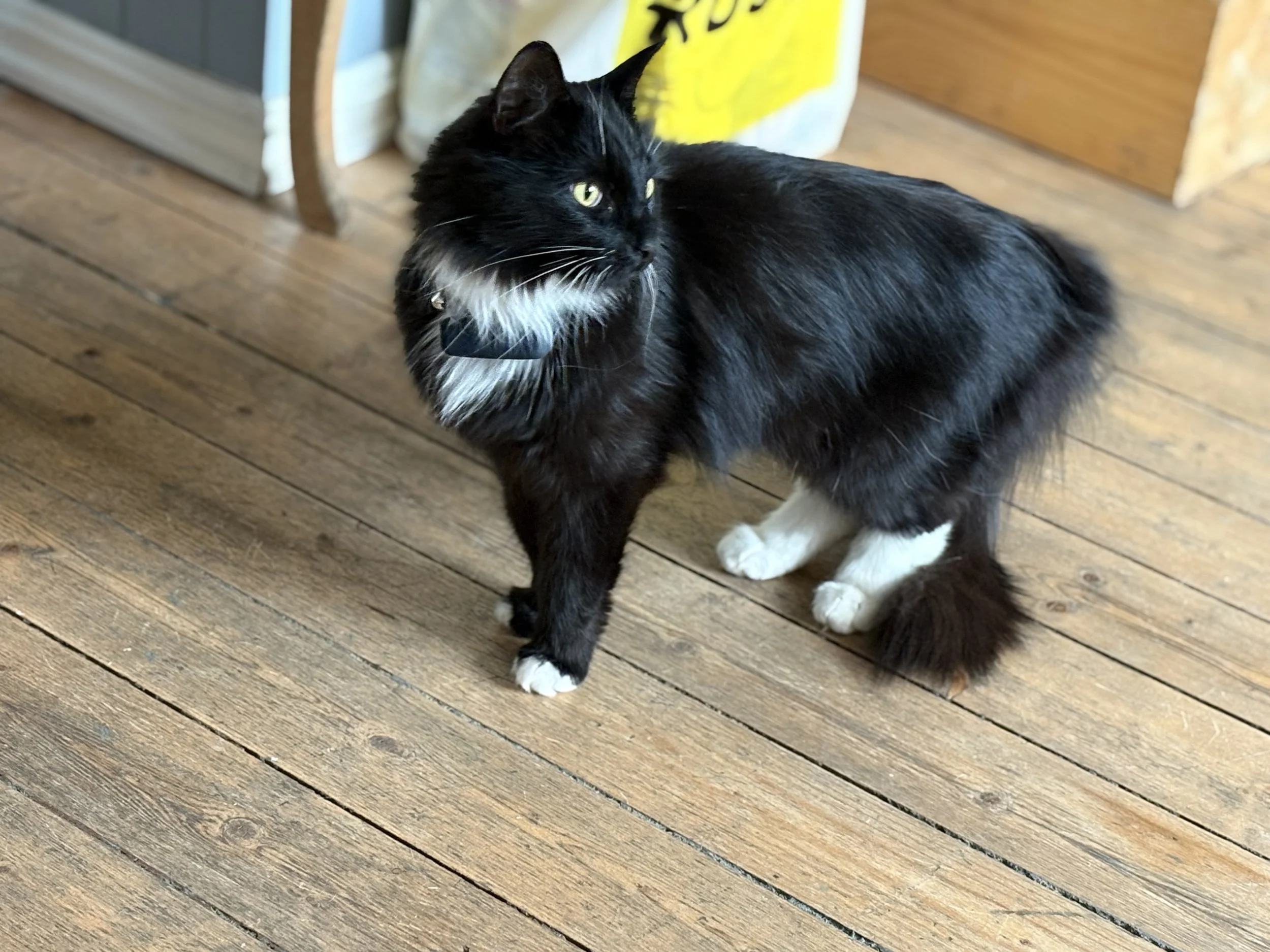 Kitty: Sort hunnkatt med hvite sokker og hvitt bryst, langhåret