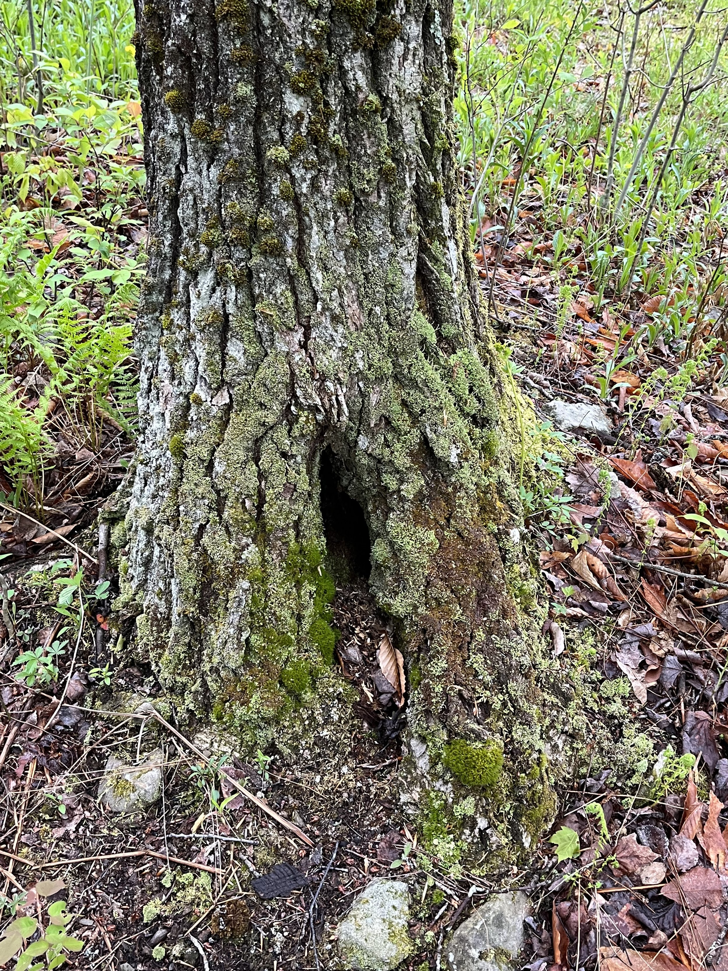 IMG_7501.jpg