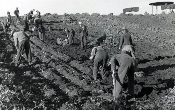 Potet og klasse - matsikkerhet og profitt