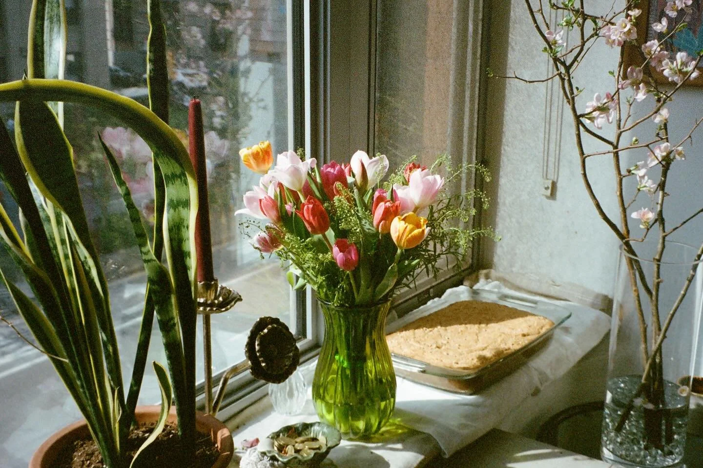 spring hath sprung in my house 🌸