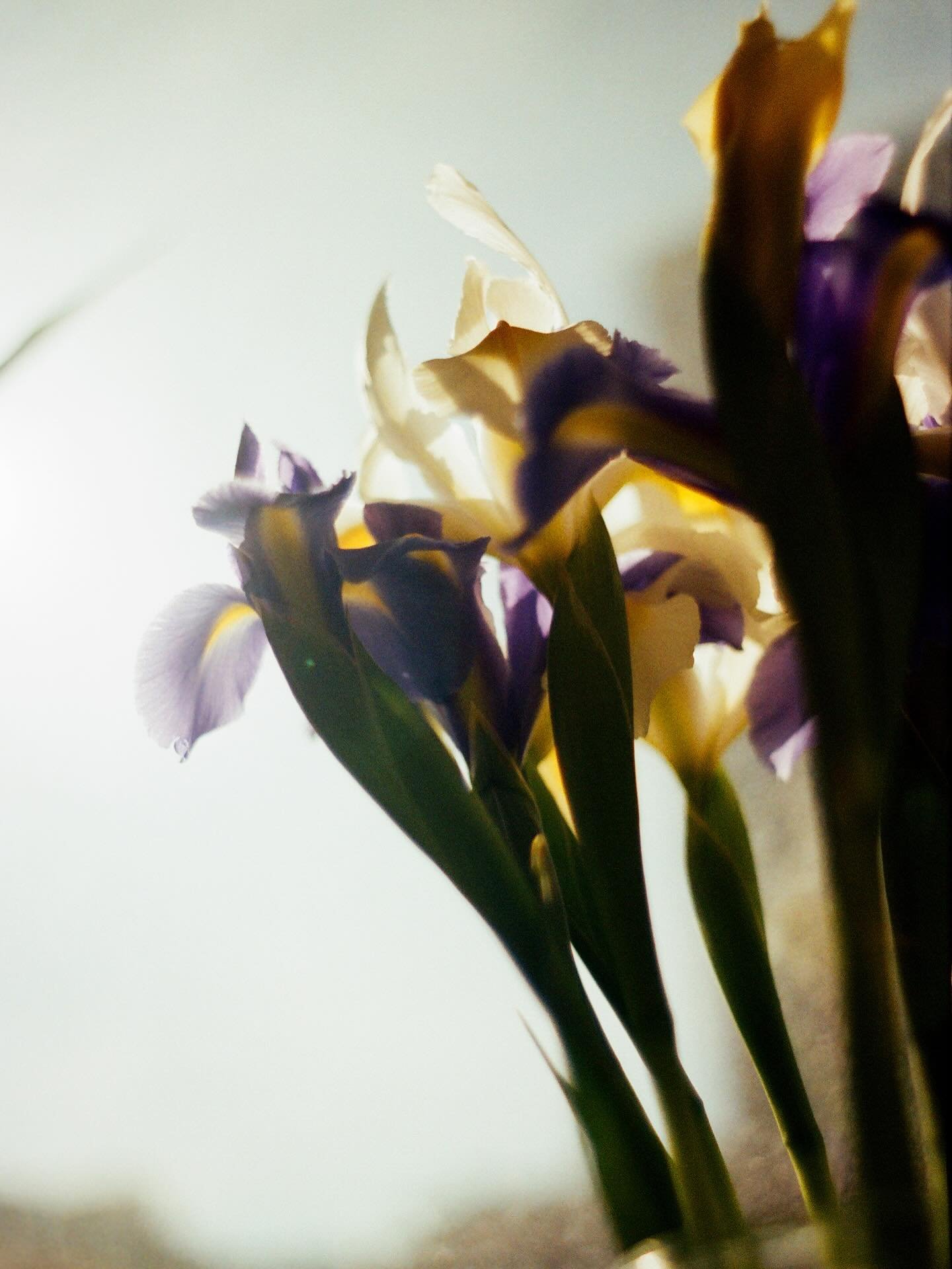 alright, done with the flowers