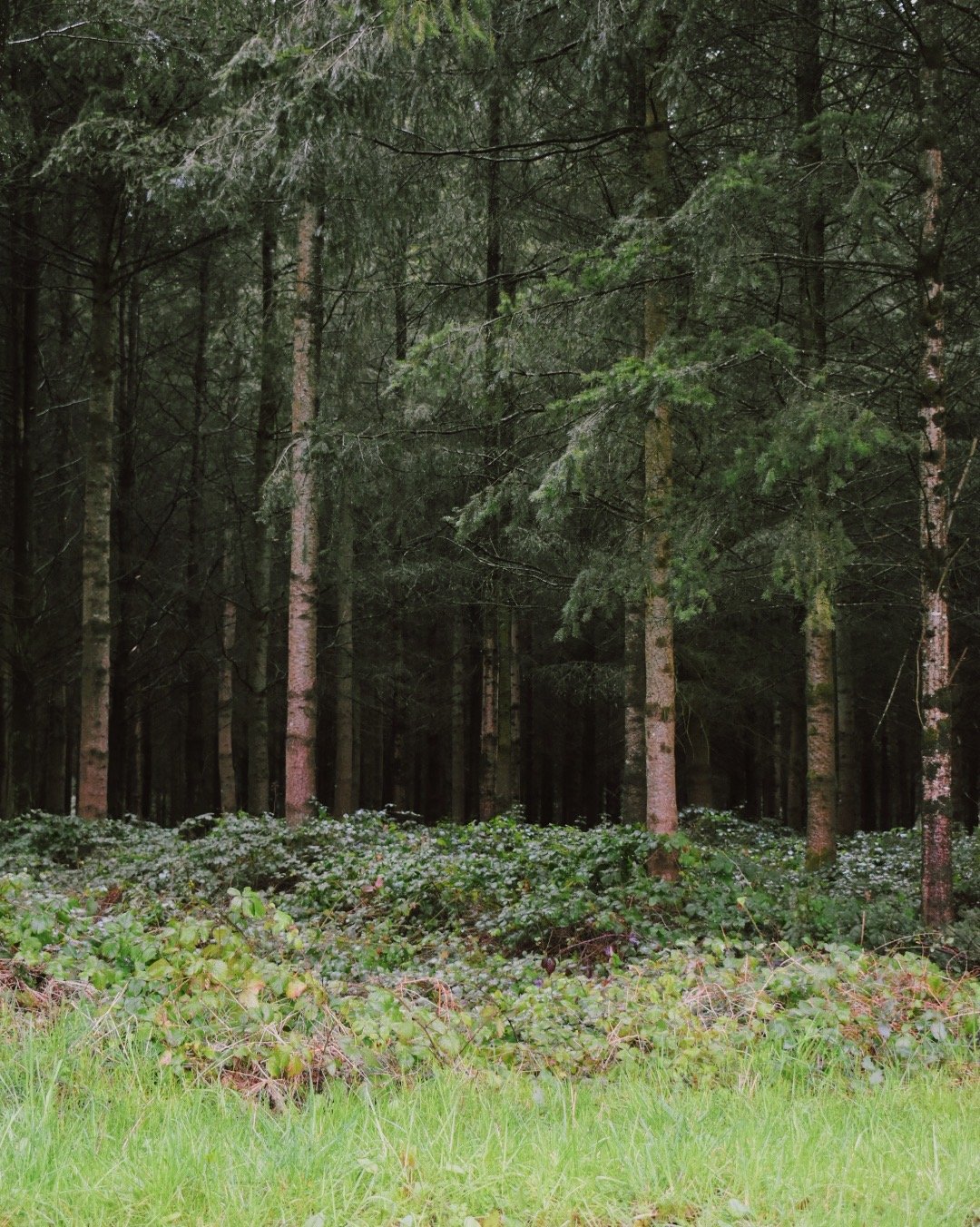 La forêt in Normandie