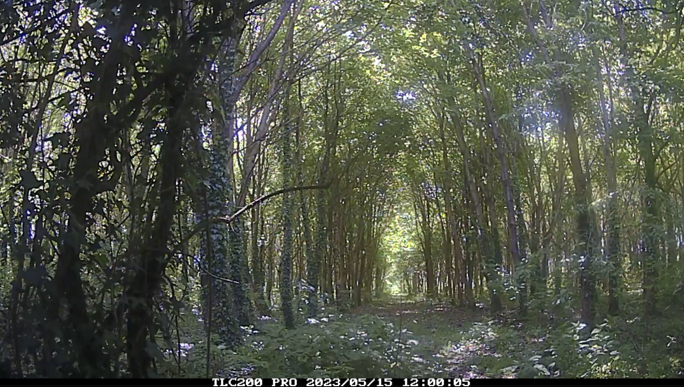 Site Two