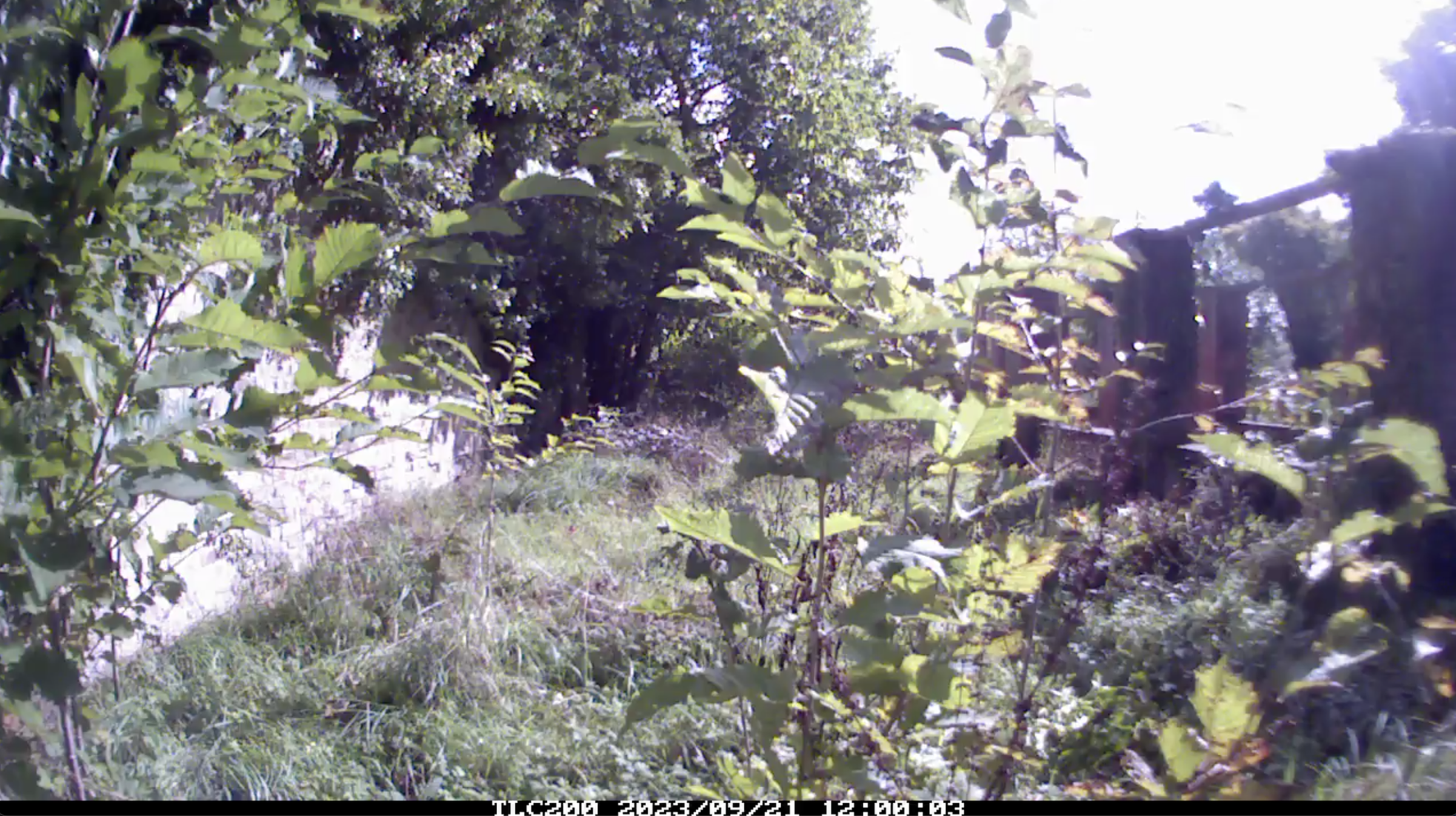 Site Eight