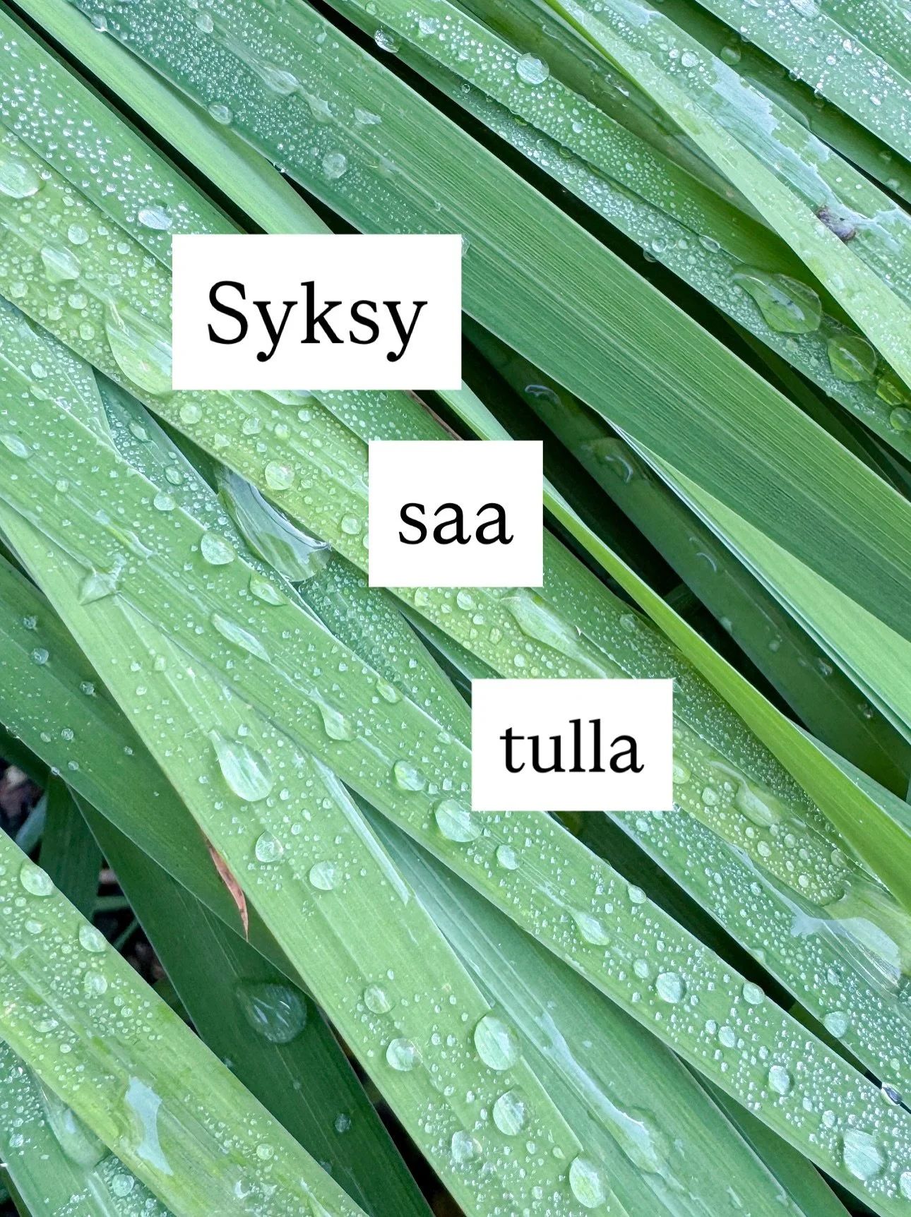 ✨syksy saa tulla✨
Tänään aamulla tuntui ensimmäistä kertaa kylmältä. Sadonkorjuun aikaan onkin hyvä säilöä kaikki tarvittava, ottaa myös ne kesämuistot talteen. 
Viime vuonna täh