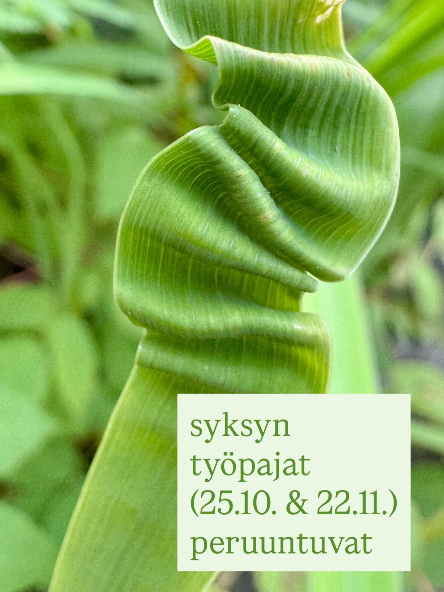 🍂syksyn työpajat peruuntuvat🍂
Harmikseni joudun ilmoittamaan, että loputkin syksyn työpajat peruuntuvat. 
Olen laittanut ilmoittautuneille viestiä osallistumismaksun palautuksesta. 
Tämä on tietty harmillista, ja ik
