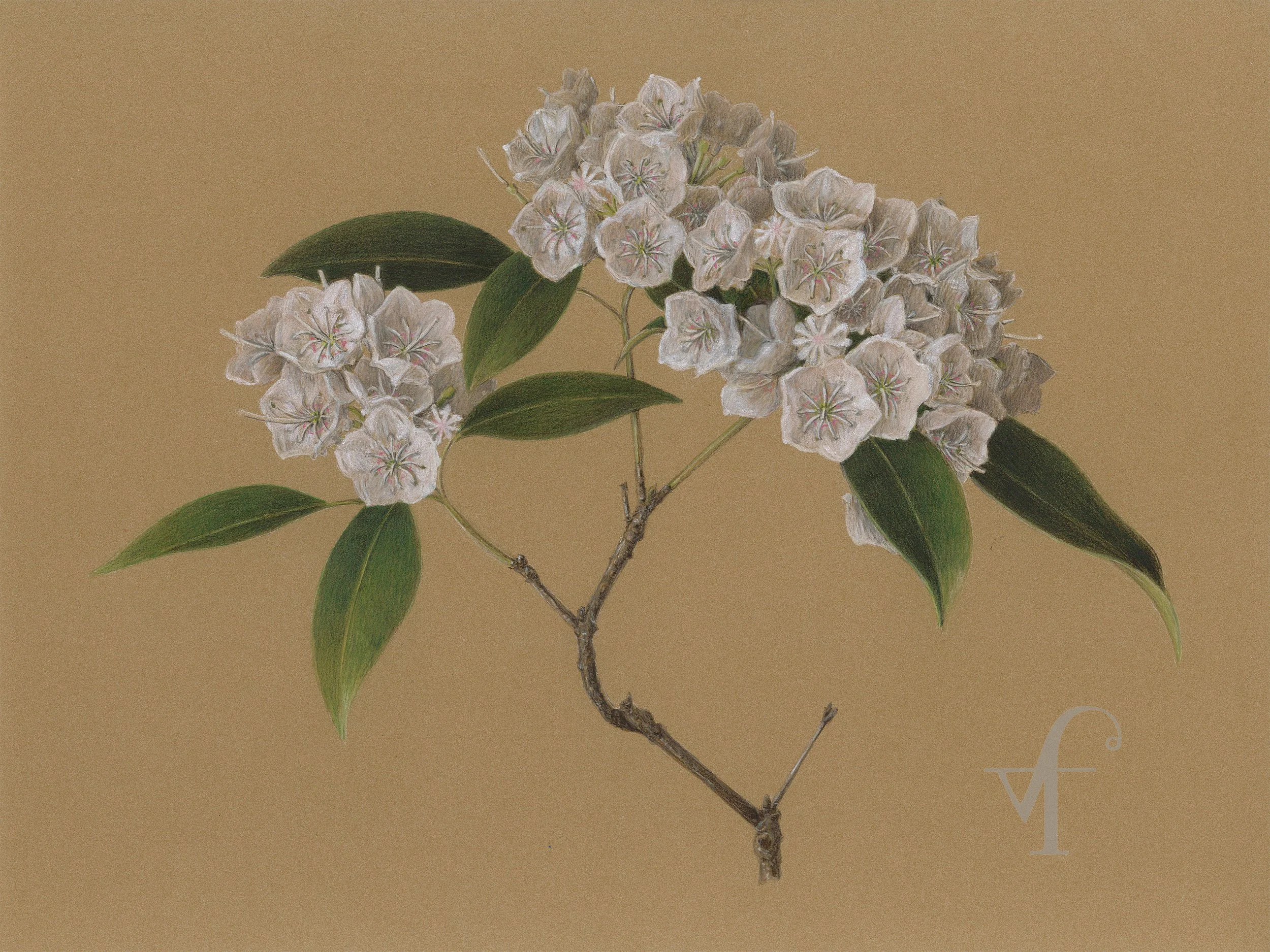 Mountain Laurel