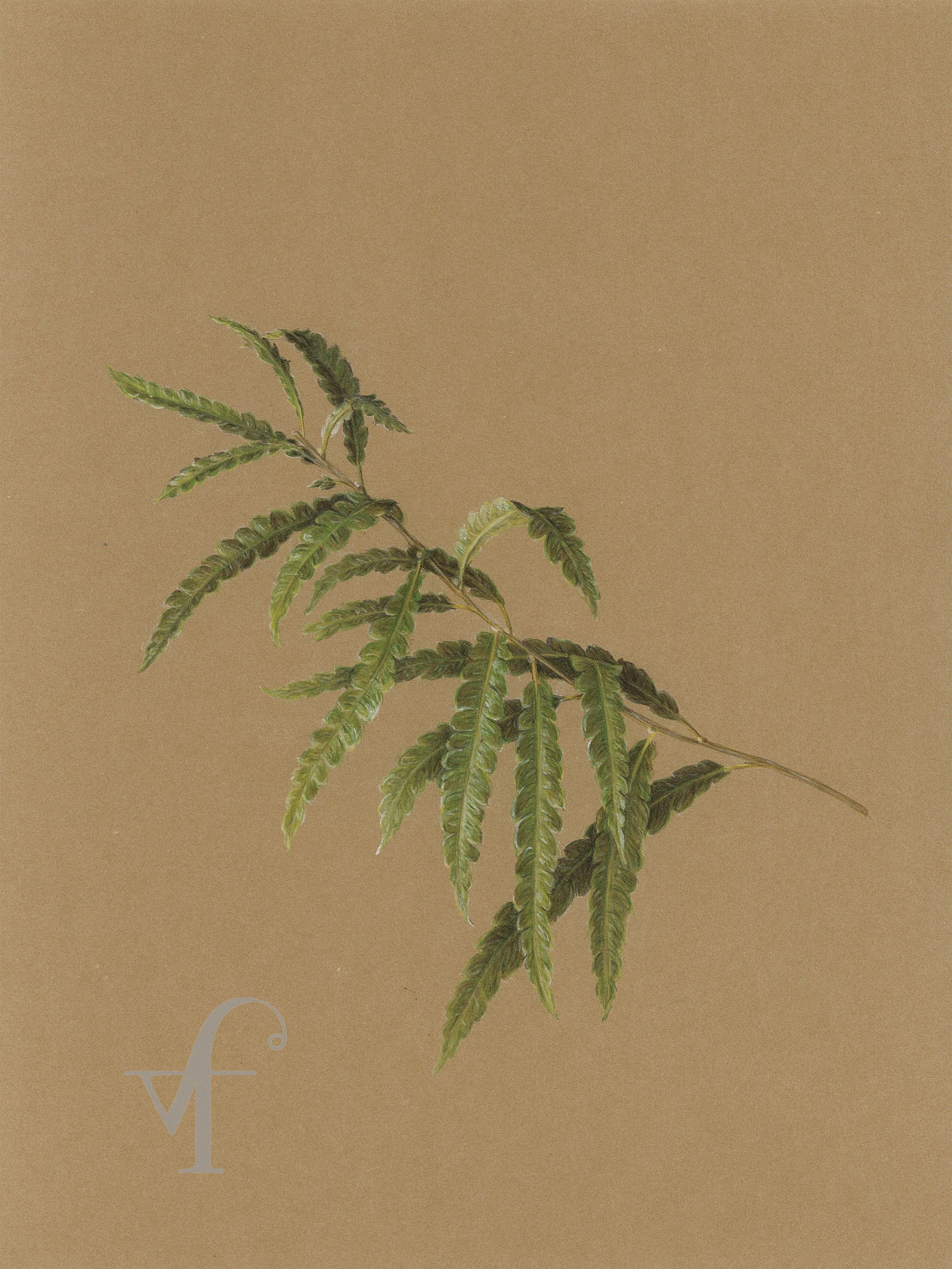 Sweetfern