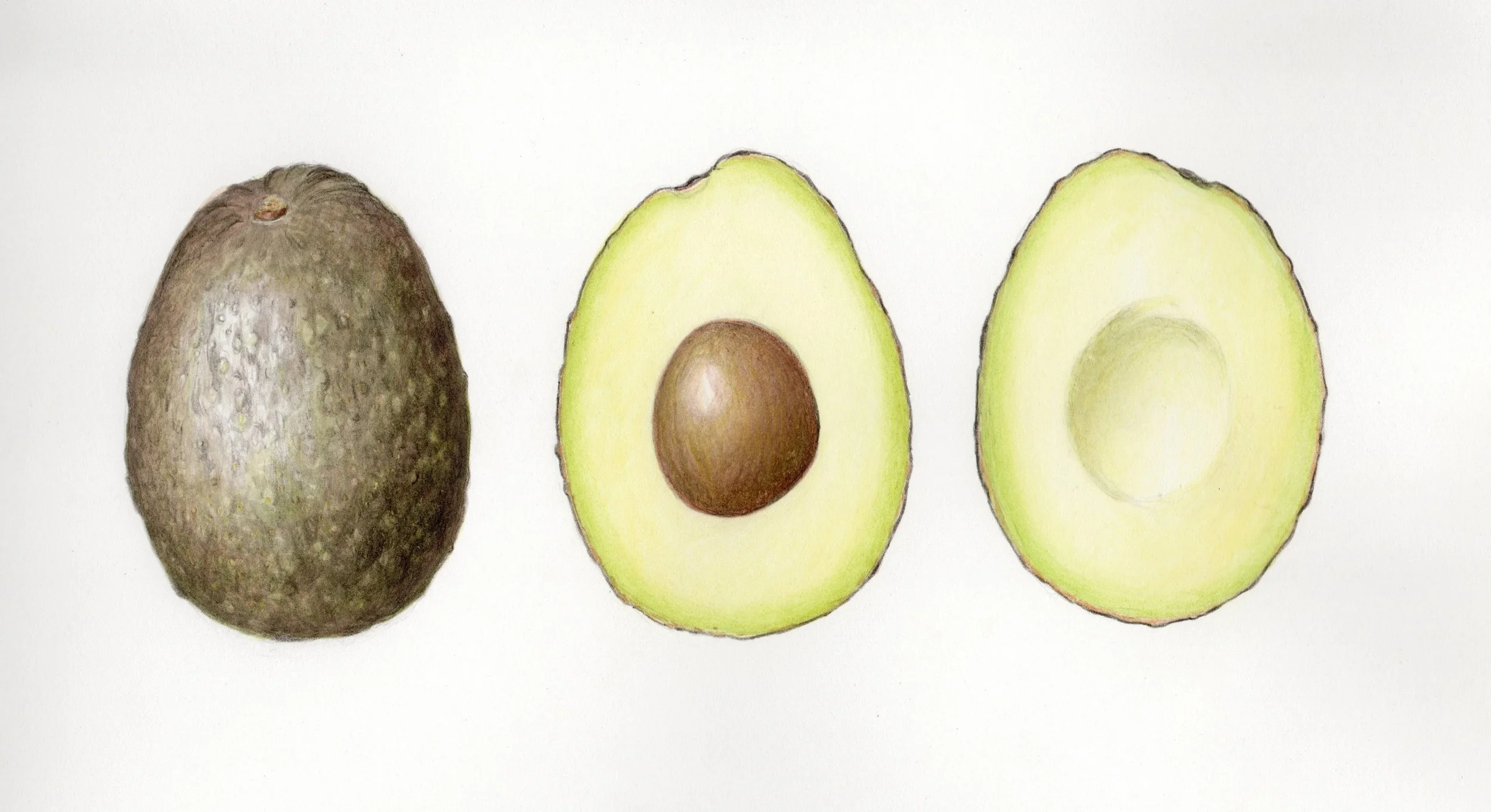 Avocado