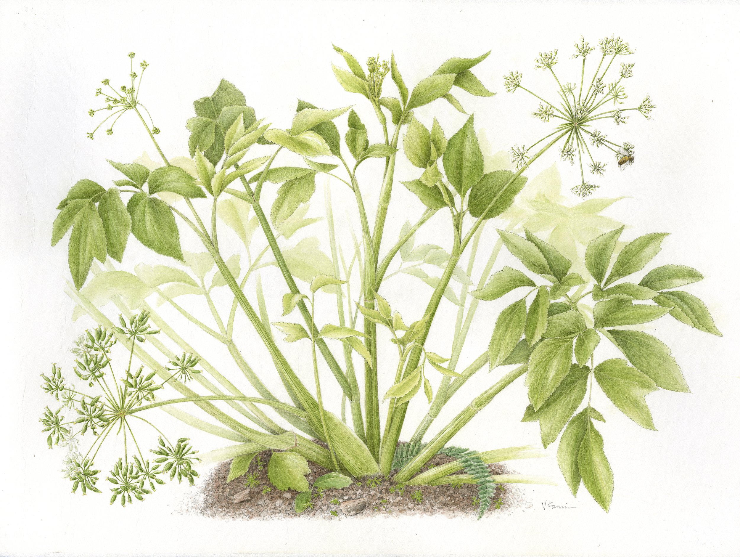 Makou