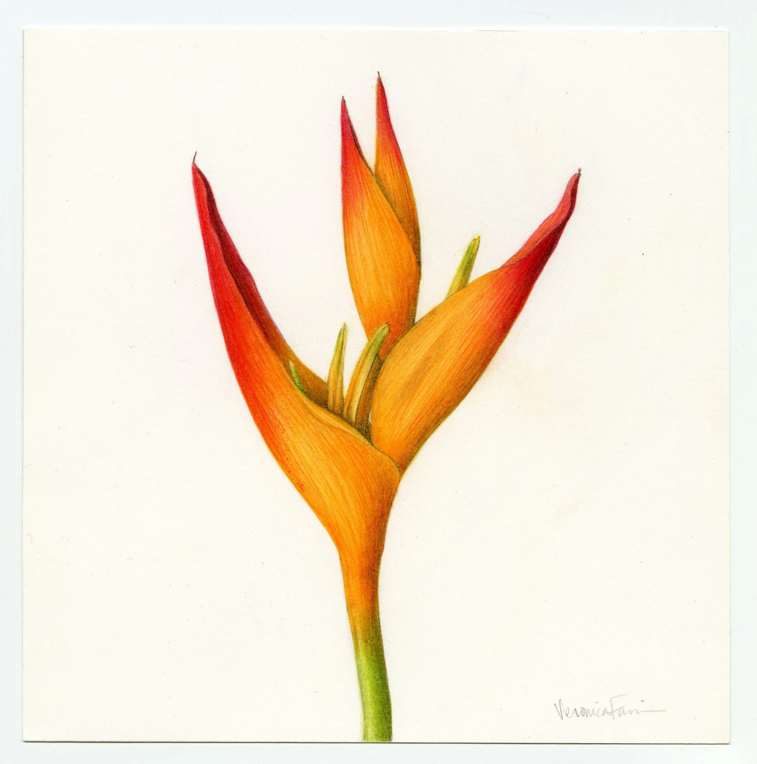Heliconia “tropic fleur”