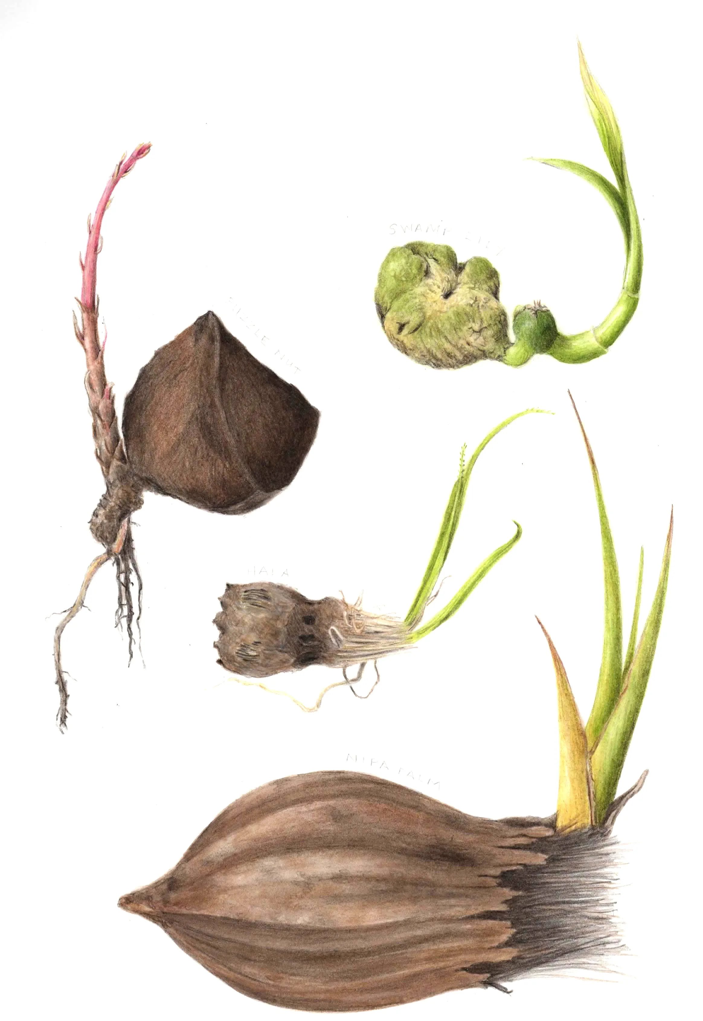 Tropical Sprouts