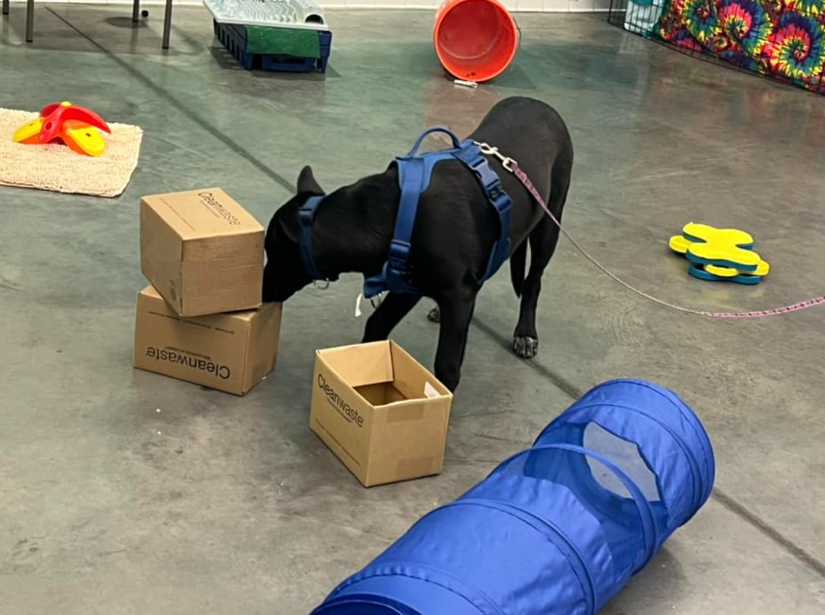 A black dog sniffs in a variety of cardboard boxes for treats.