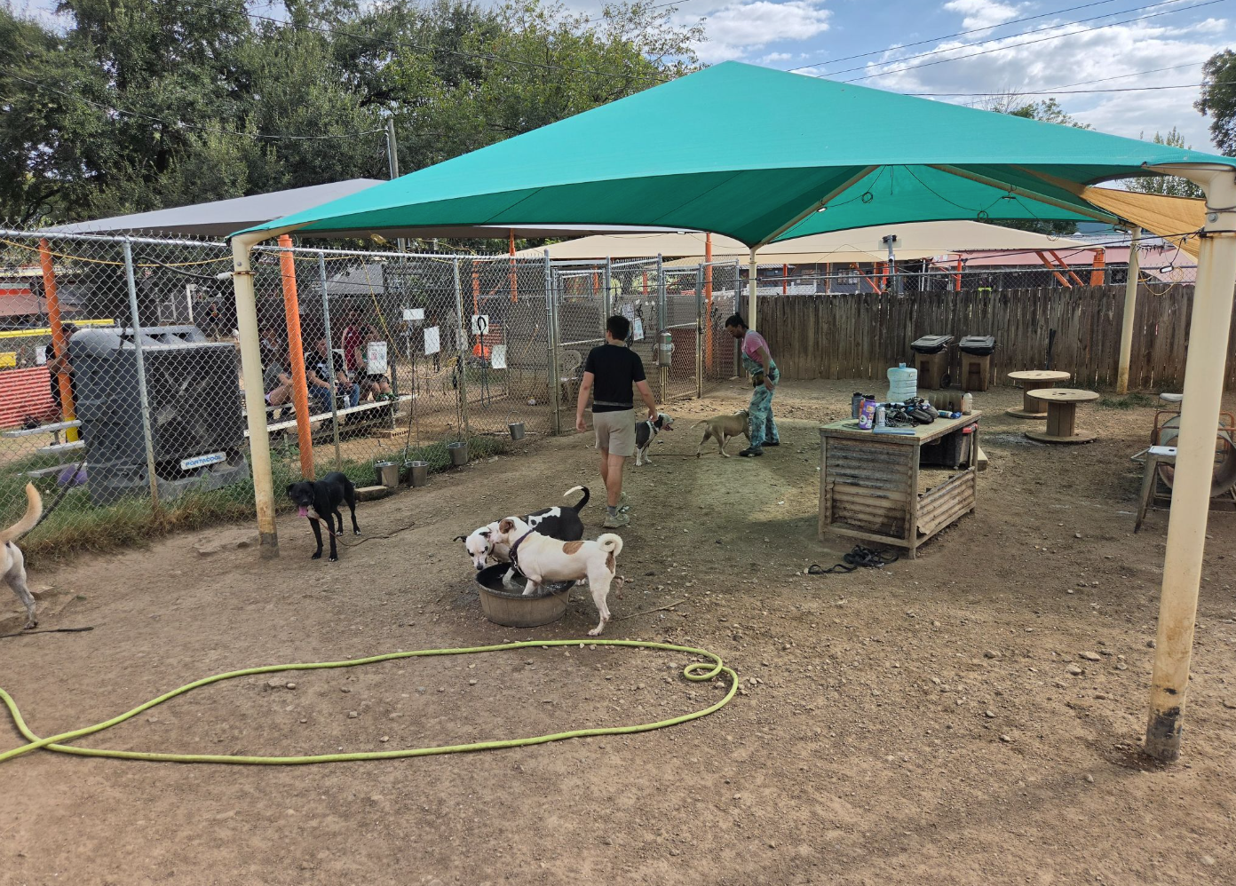 A covered, fenced playgroup yard featuring a small water pool, various obstacles, and staff and dogs playing within.