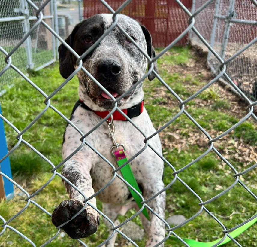 Demand &amp; Attention Barking: Re-Framing How We Think About Dogs