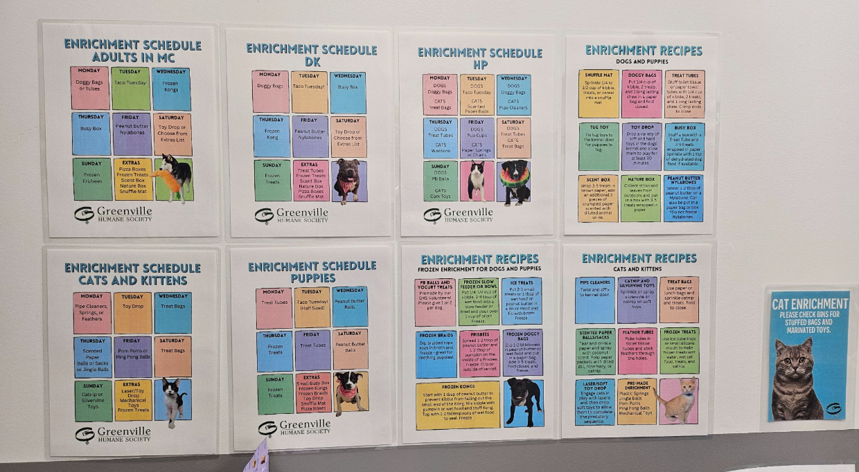 Five Enrichment Activities for Shelter Dog Welfare