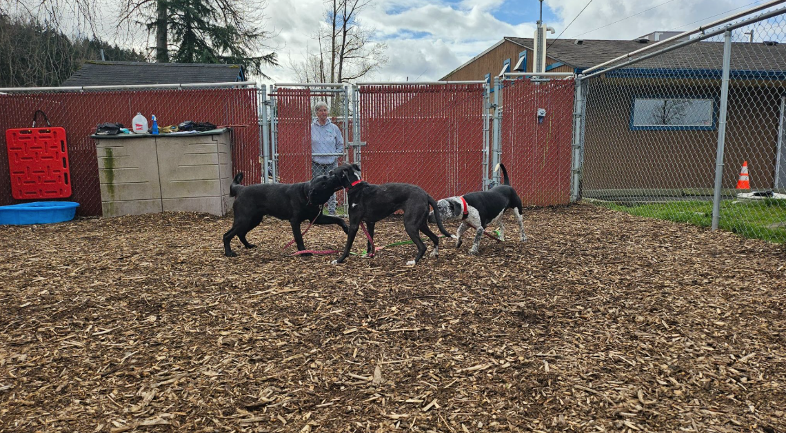 The Five Freedoms of Shelter Animal Welfare