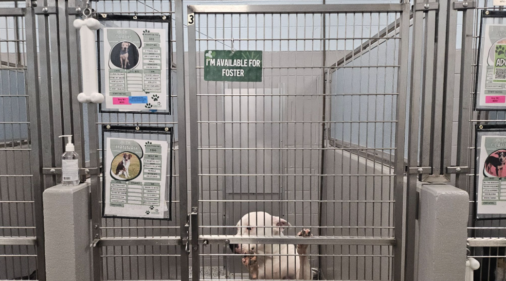 Kennel Flow Like a Pro: Designing Shelters With Intention