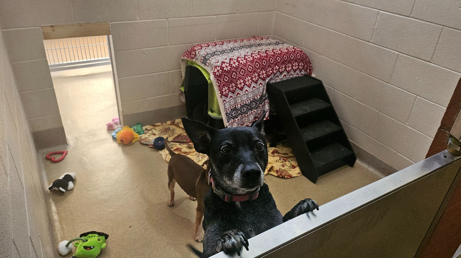 Managing Long-Term Stays in Animal Shelters