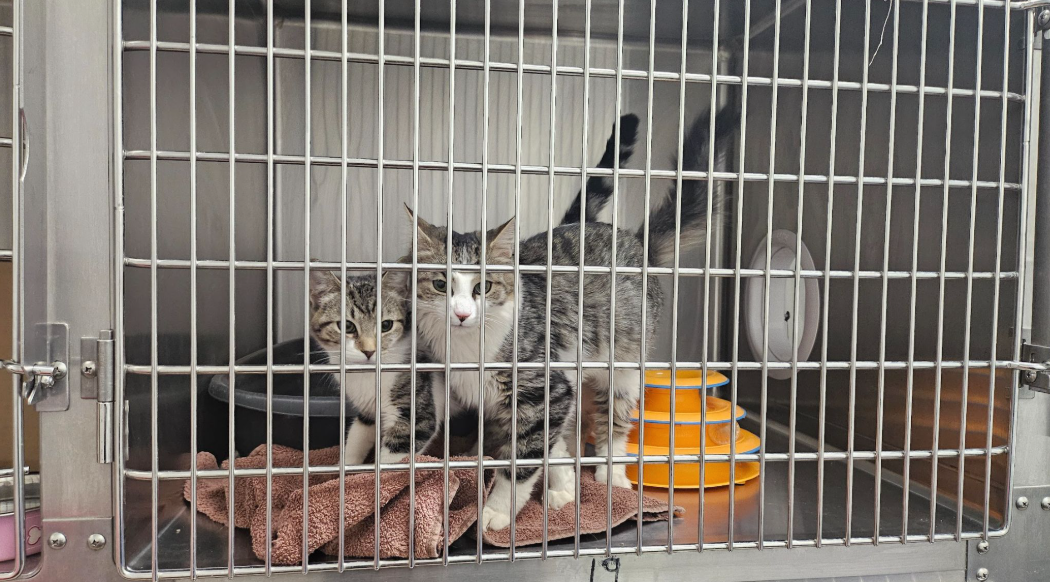 Two grey tabby cats stand in a metal enclosure with a soft blanket, enrichment toy, and litter box. On the wall, a pass-through portal is visible, leading to the other side of the enclosure.