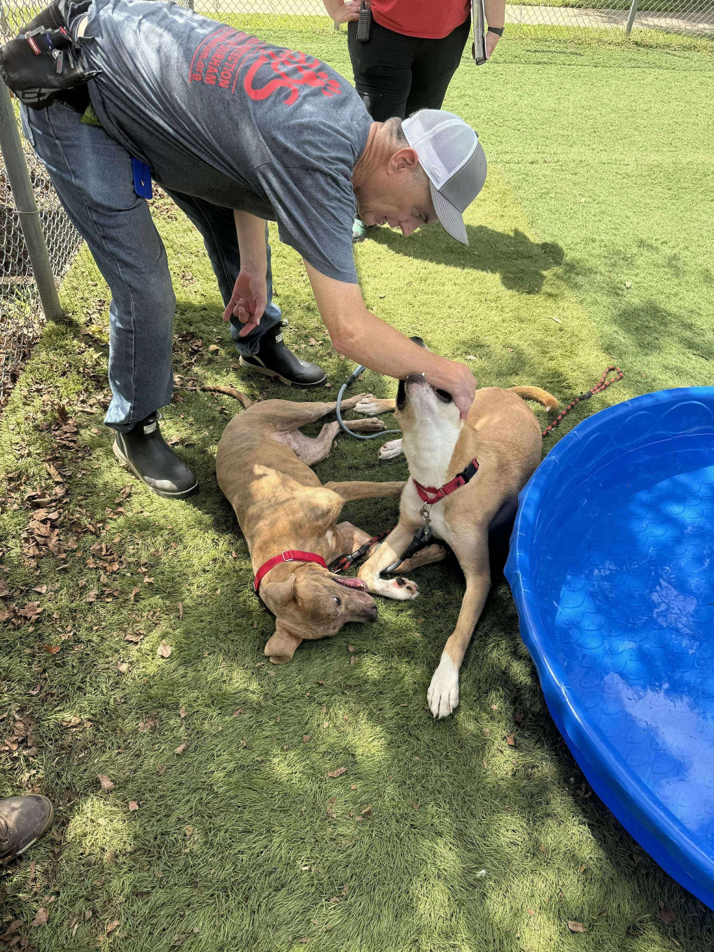 2 dogs playing
