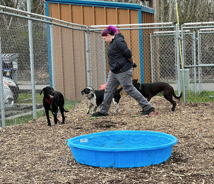 Laurie walks beside three playgroup dogs in a fenced-in, mulch-covered play yard. Beside them, there is a blue, plastic pool.