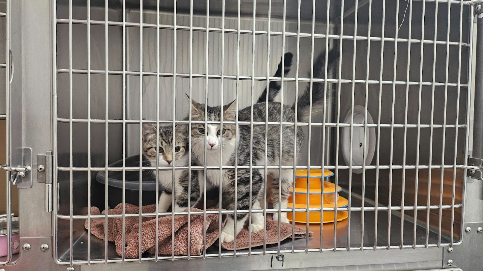 Two grey tabby cats sit in a metal kennel.