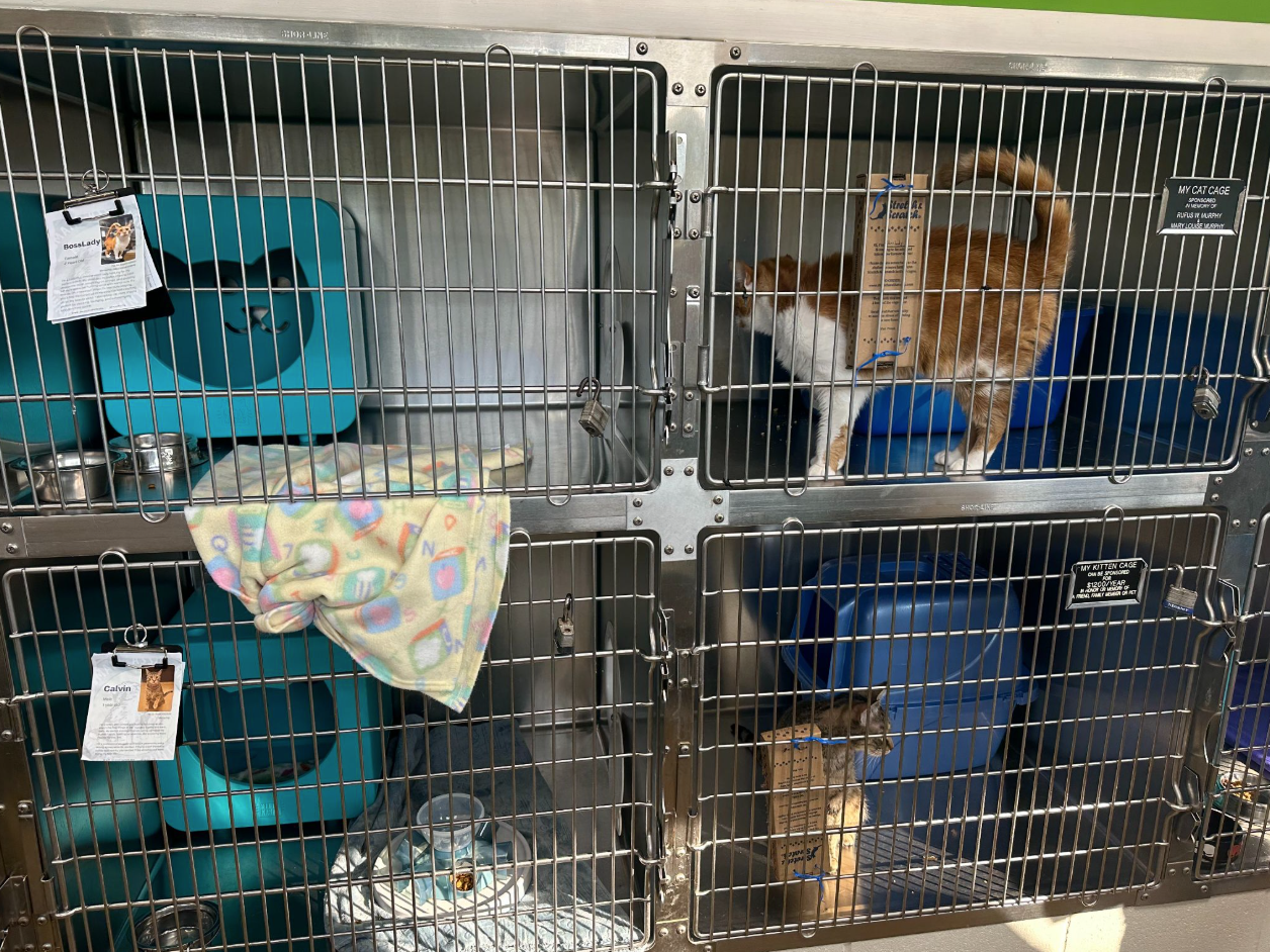 A cat kennel setup featuring blankets, covered caves, food bowls, and a pass-through portal to a separate section with litter boxes.