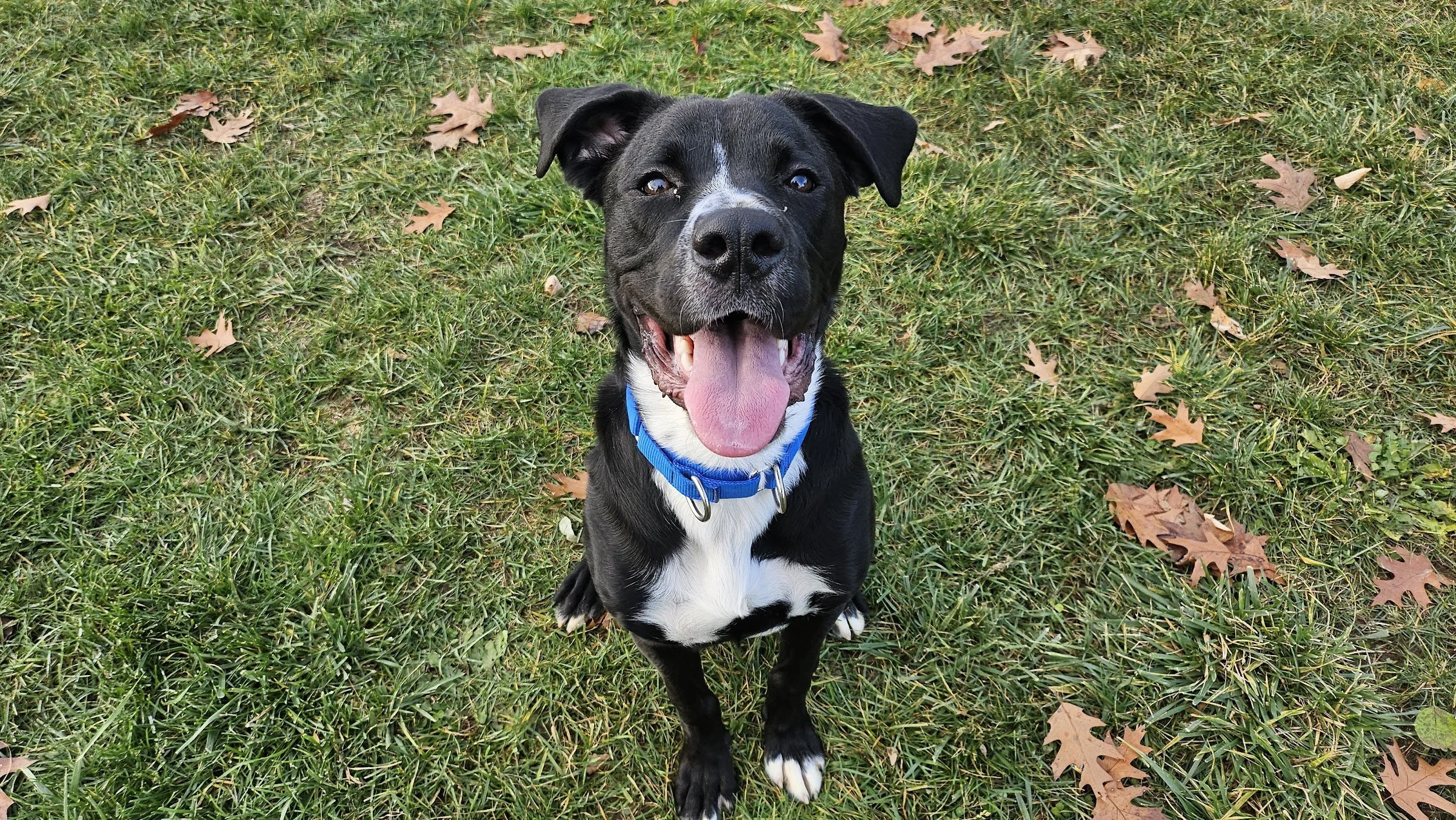A black-and-white pitbull mix with a blue collar sits on green grass dotted with autumn leaves, mouth open and tongue out as if smiling.