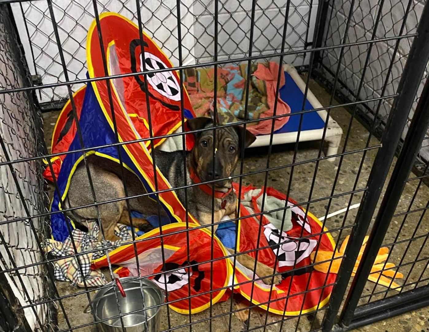 A medium-sized tan and brown dog sits in a kennel. The dog lays under a pop-up red-and-blue house with a blanket-covered, blue raised bed sitting beside him.