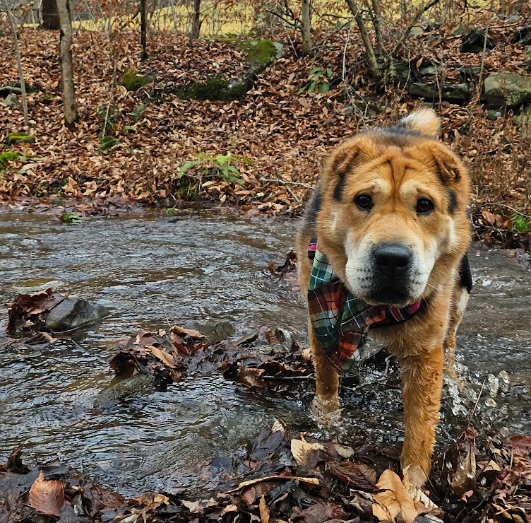 A brown chow-mix with a plaid bandana walks through a river scattered with autumn leaves.