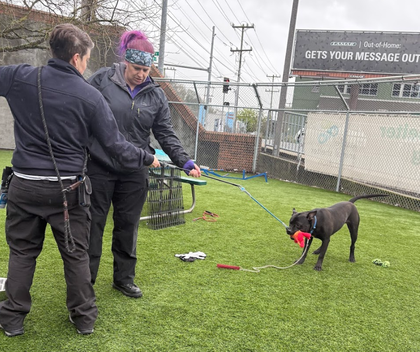 Laurie stands beside a shelter staff member. Laurie instructs the staff member as both hold onto a lead pole, attached to a toy that a dark-brown dog holds in its mouth.