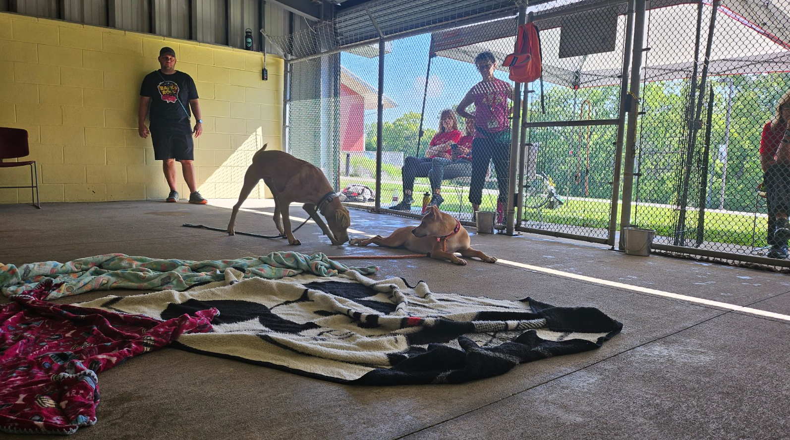 Two tan-colored dogs play in an enclosed playgroup area. There are various towels and blankets strewn across the concrete floor, and multiple staff members observe.