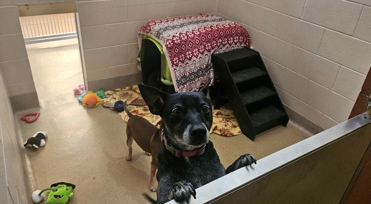 A black-and-grey dog stands in a shelter kennel area with its paws on the enclosure door. Behind them, the back half of a brown dog is visible, along with a covered crate and various toys.