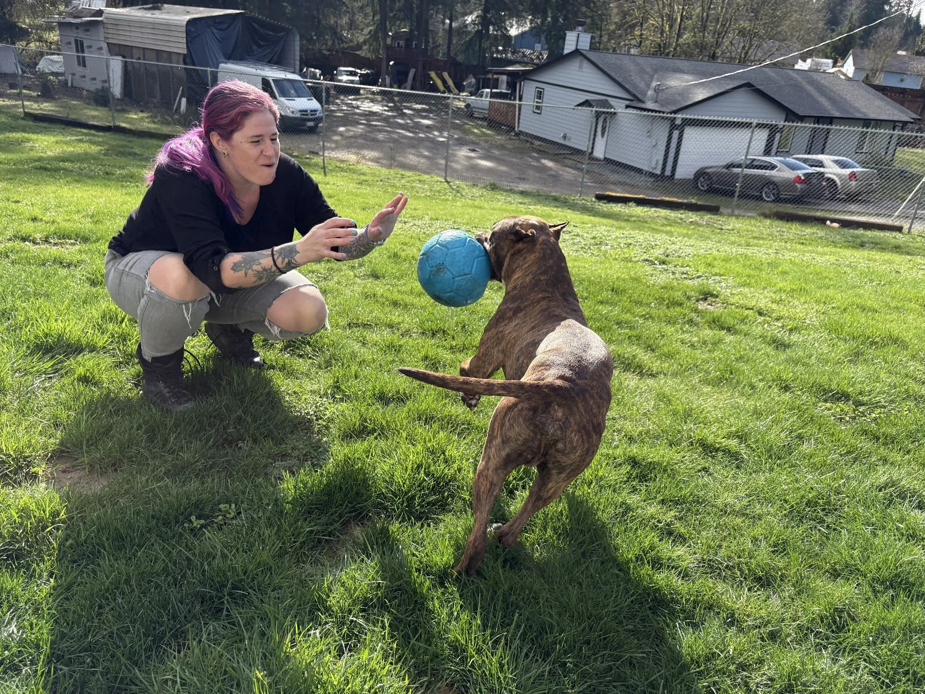 Laurie kneels beside a brindle dog holding a blue ball and running through an enclosed, grassy area.