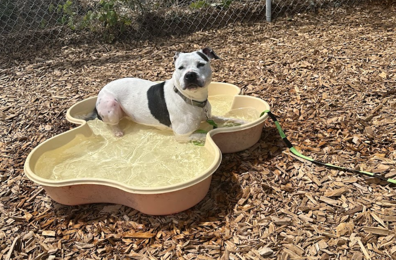 A black-and-white dog sits in a yellow, paw shaped plastic pool in a mulch-covered play yard