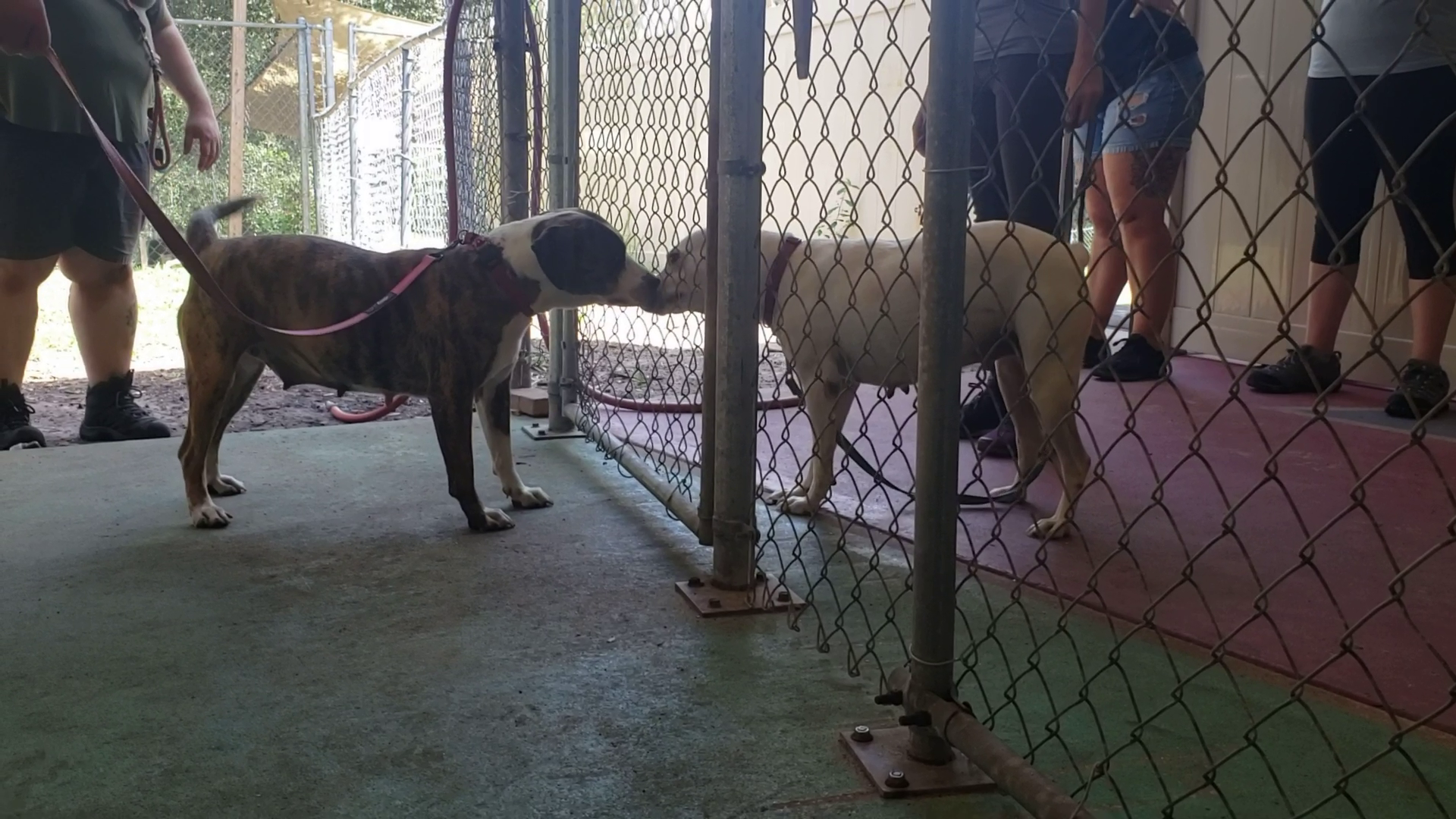 two dogs sniffing